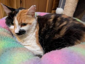 KiKi #3 -  Domestic Short Hair and Calico Cat for Adoption in Westfield, Wisconsin - KiKi #3 | PetCurious