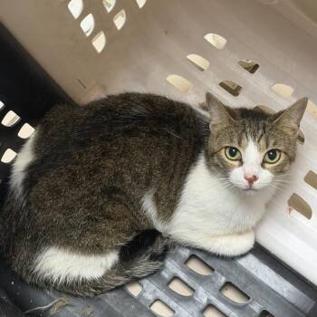 TUSC-Stray-85450_2_3 -  Domestic Short Hair Cat for Adoption in Tuscaloosa, Alabama - TUSC-Stray-85450_2_3 | PetCurious