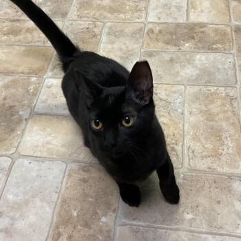 Noggin Head -  Domestic Short Hair Cat Available for Adoption in Monroe, Louisiana - Noggin Head | PetCurious
