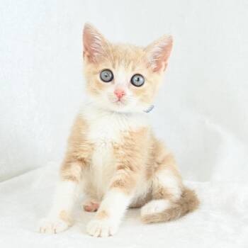 Sophia -  Domestic Short Hair Cat for Adoption in Mobile, Alabama - Sophia | PetCurious