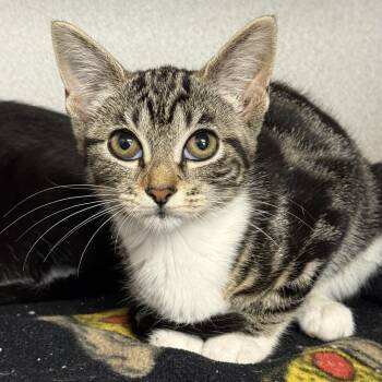 Cove -  Domestic Short Hair Cat for Adoption in Des Moines, Iowa - Cove | PetCurious
