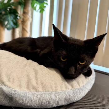 Shadow -  Domestic Short Hair Cat for Adoption in Los Angeles, California - Shadow | PetCurious