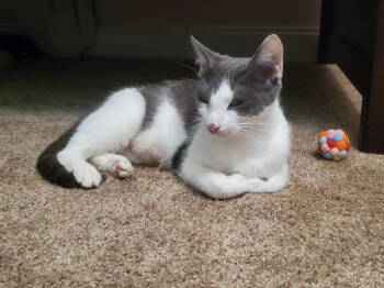 Rescue Domestic Short Hair Cats for Adoption in Buford, Georgia - Valerie | PetCurious