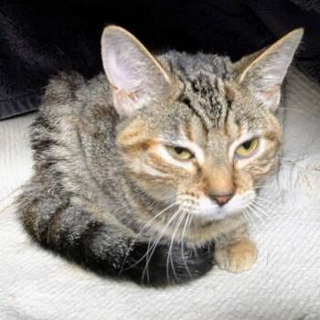 Rescue Domestic Short Hair Cats for Adoption in Springfield, Illinois - Dorothy | PetCurious