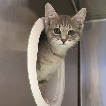 Domestic Short Hair Cats Available for Adoption in York, Pennsylvania - Princess | PetCurious
