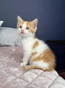Frito -  Domestic Short Hair Cat for Adoption in Lincoln, Nebraska - Frito | PetCurious