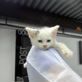 Hot Cross Buns -  Domestic Short Hair Cat for Adoption in New York, New York - Hot Cross Buns | PetCurious