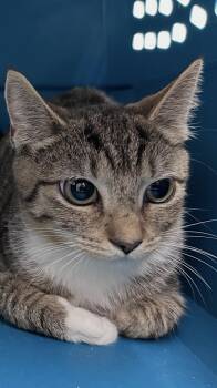 White Gill -  Domestic Short Hair Cat for Adoption in Clarksville, Virginia - White Gill | PetCurious
