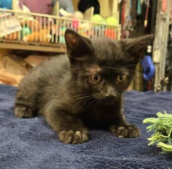 Rescue Domestic Short Hair Cats for Adoption in Larned, Kansas - Claudia | PetCurious