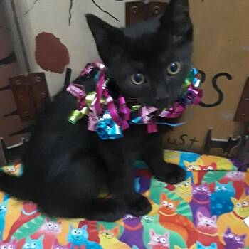 celebration 2lb full of life f -  Domestic Short Hair Cat for Adoption in Phoenix, Arizona - Celebration 2lb Full Of Life F | PetCurious
