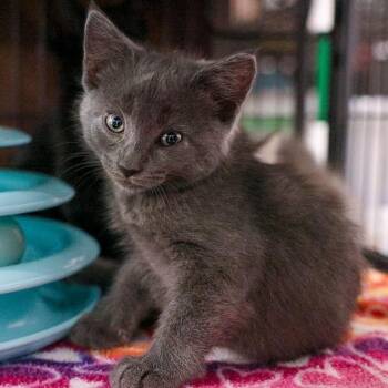 Destroyer -  Domestic Medium Hair Cat for Adoption in Bradenton, Florida - Destroyer | PetCurious
