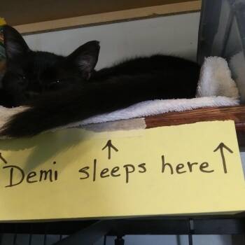 Demi -  Domestic Short Hair Cat for Adoption in PORT WENTWRTH, Georgia - Demi | PetCurious
