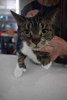 Domestic Short Hair Cats Available for Adoption - Mittens (L543 C1) | PetCurious