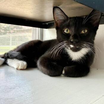 Spedazzled -  Domestic Short Hair Cat for Adoption in Carencro, Louisiana - Spedazzled | PetCurious