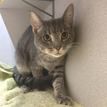 Domestic Short Hair Cats Available for Adoption in Pittsburgh, Pennsylvania - Duncan | PetCurious