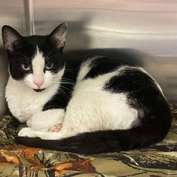 Sylvester -  Domestic Short Hair Cat for Adoption in Covington, Virginia - Sylvester | PetCurious