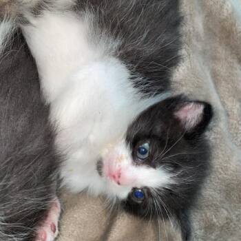 Domestic Short Hair Cats Available for Adoption in Chapel Hill, North Carolina - Pinocchio | PetCurious