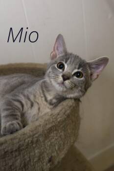 Rescue Domestic Short Hair Cats for Adoption - Mio | PetCurious