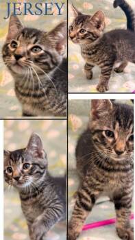 Jersey -  Domestic Short Hair Cat for Adoption in Hobart, Indiana - Jersey | PetCurious
