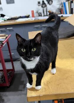 Whiskers  -  Tuxedo Cat for Adoption in Oriental, North Carolina - Whiskers  | PetCurious