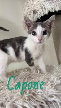 Capone -  Domestic Short Hair Cat for Adoption in Johnson City, Tennessee - Capone | PetCurious