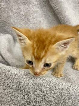 Domestic Short Hair Cats Available for Adoption in Covington, Louisiana - Cringer | PetCurious