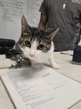Domestic Short Hair Cats Available for Adoption in West Chester, Pennsylvania - Lexi | PetCurious