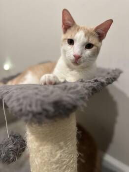 Peter -  Domestic Short Hair Cat for Adoption in Pleasantville, New Jersey - Peter | PetCurious