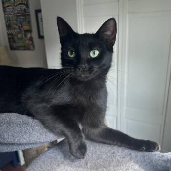 Indy -  Domestic Short Hair Cat for Adoption in Gibsonia, Pennsylvania - Indy | PetCurious