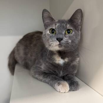 Domestic Short Hair and Dilute Tortoiseshell Cats Available for Adoption - Acura | PetCurious