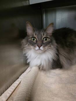 Domestic Long Hair Cats Available for Adoption - Zeplin | PetCurious