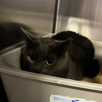 Sherry -  Domestic Short Hair Cat for Adoption in Wilmington, Delaware - Sherry | PetCurious