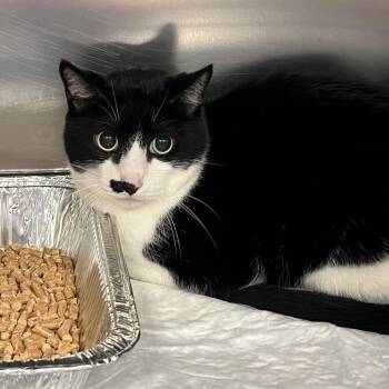 Monkey -  Domestic Short Hair Cat for Adoption in Greensboro, North Carolina - Monkey | PetCurious