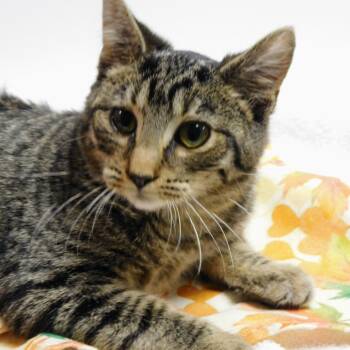Rescue Domestic Short Hair Cats for Adoption in Canton, Illinois - Carson | PetCurious