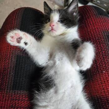 Trooper -  Domestic Short Hair Cat for Adoption in Granville, Ohio - Trooper | PetCurious