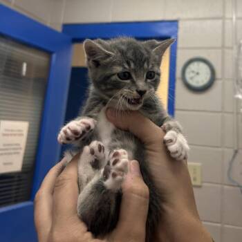 DJ -  Domestic Short Hair Cat for Adoption in Huntsville, Alabama - DJ | PetCurious