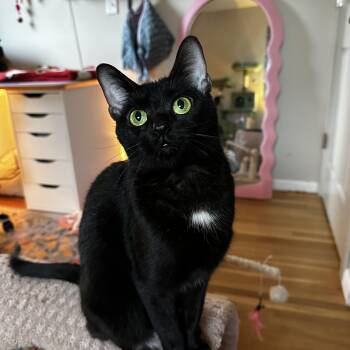 Domestic Short Hair Cats Available for Adoption - Xavi | PetCurious