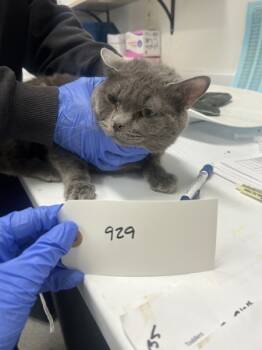 Rescue Domestic Short Hair Cats for Adoption - Doug | PetCurious