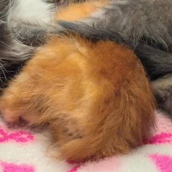 Chicken Parmigiana -  Domestic Short Hair Cat for Adoption in Columbus, Georgia - Chicken Parmigiana | PetCurious