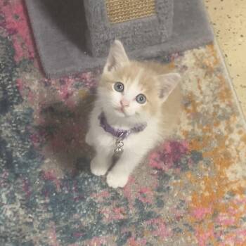 Rescue Domestic Short Hair Cats for Adoption in Greenwood, Indiana - Wildfire | PetCurious