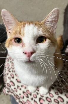 Tater -  Domestic Short Hair Cat for Adoption in St. Peters, Missouri - Tater | PetCurious