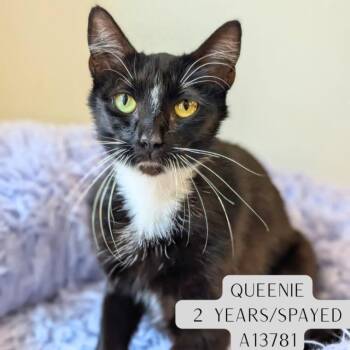 Domestic Short Hair Cats Available for Adoption - Queenie | PetCurious