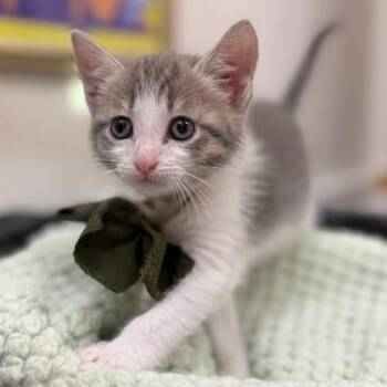 King Louie Royal -  Tabby and Domestic Short Hair Cat for Adoption in Friendswood, Texas - King Louie Royal | PetCurious