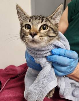 Heelys -  Domestic Short Hair Cat for Adoption in Santa Rosa, California - Heelys | PetCurious