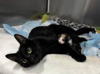 Rescue Domestic Short Hair Cats for Adoption in Los Angeles, California - Gabby | PetCurious