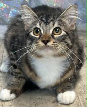 Miss Fluff -  Domestic Medium Hair and Domestic Short Hair Cat for Adoption in Shreveport, Louisiana - Miss Fluff | PetCurious