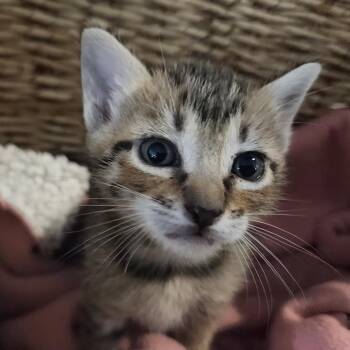 I Am Groot 7 -  Domestic Short Hair Cat for Adoption in Austin, Texas - I Am Groot 7 | PetCurious