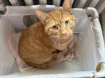 Rescue Domestic Short Hair Cats for Adoption in Bethel Park, Pennsylvania - Simba | PetCurious