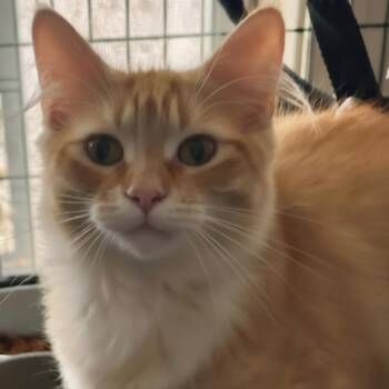 Sunny -  Domestic Long Hair Cat for Adoption in Warrensburg, Missouri - Sunny | PetCurious