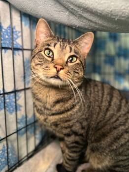 Rescue Domestic Short Hair Cats for Adoption in Menomonie, Wisconsin - Reuben | PetCurious
